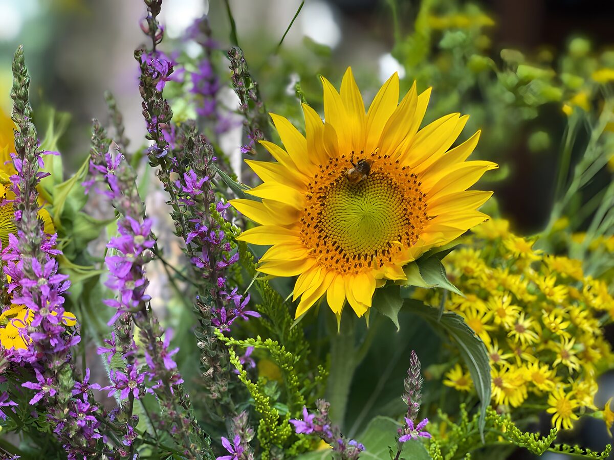 Zonnige zonnebloem met bij