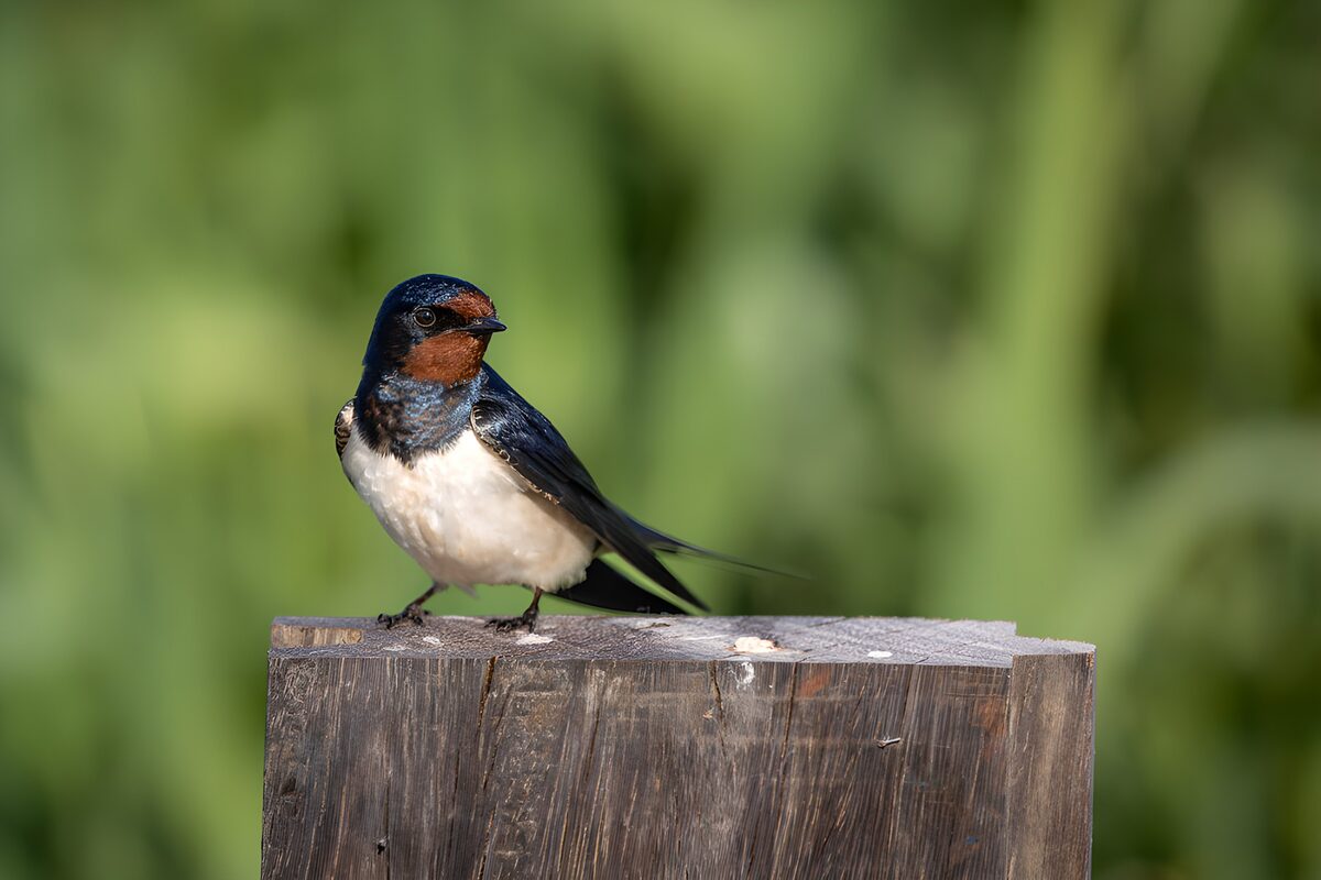 Boerenzwaluw op paal