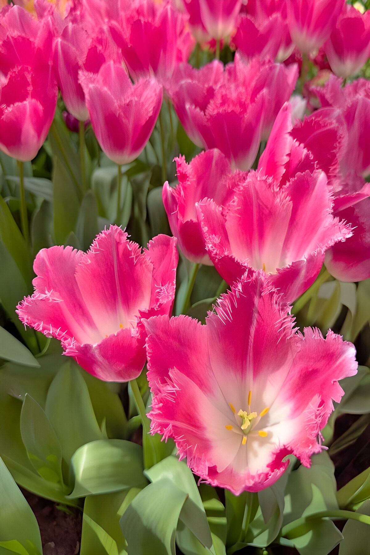 Prachtige Franje tulpen in bloei