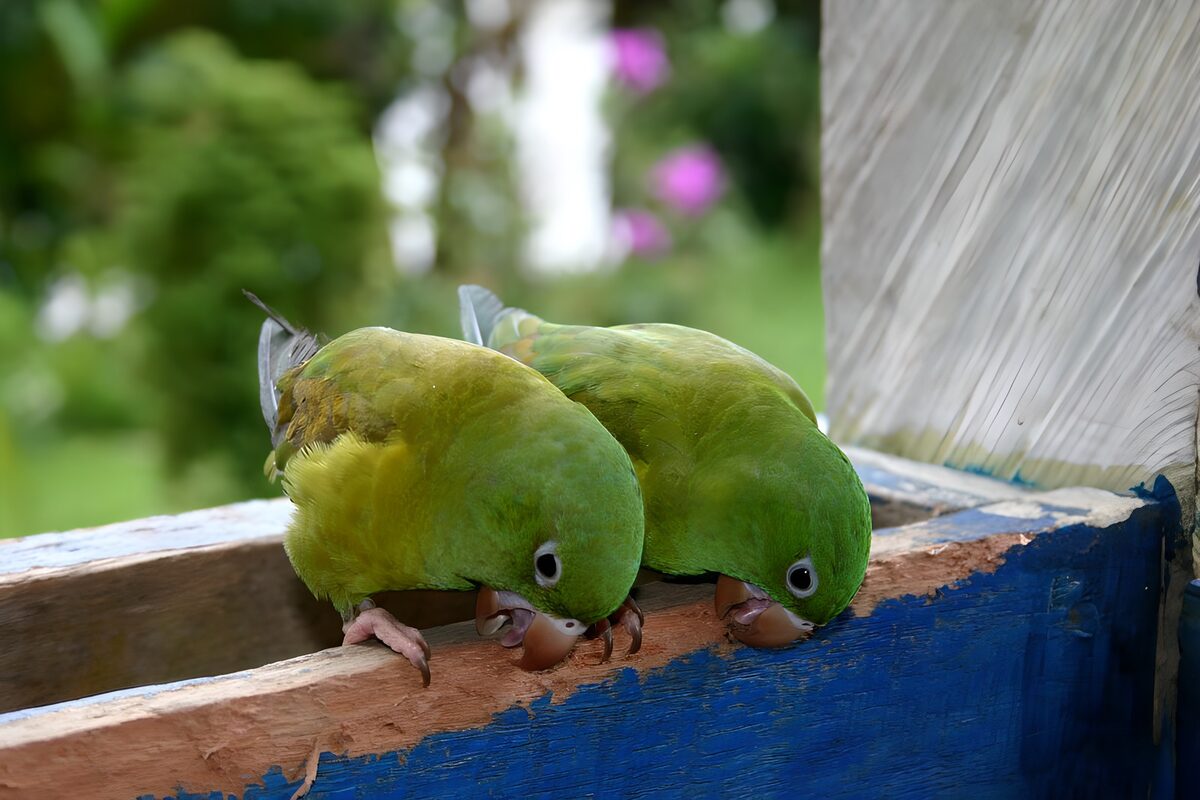 Groene parkieten inactie