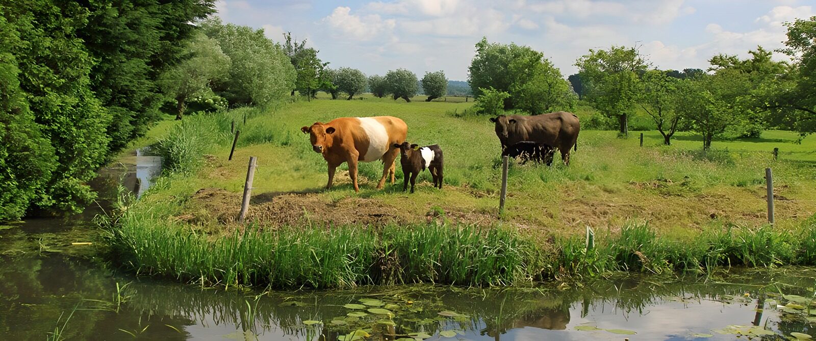 CW4987086: Koeien aan de waterkant in het gras