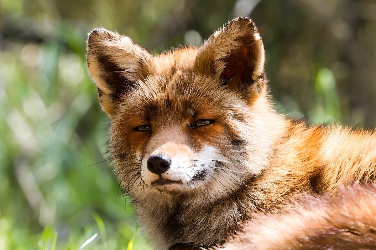 Slimme vos in de natuur