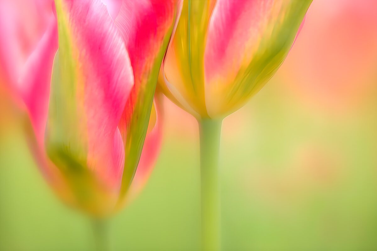 Zachte kleurovergang van tulpen