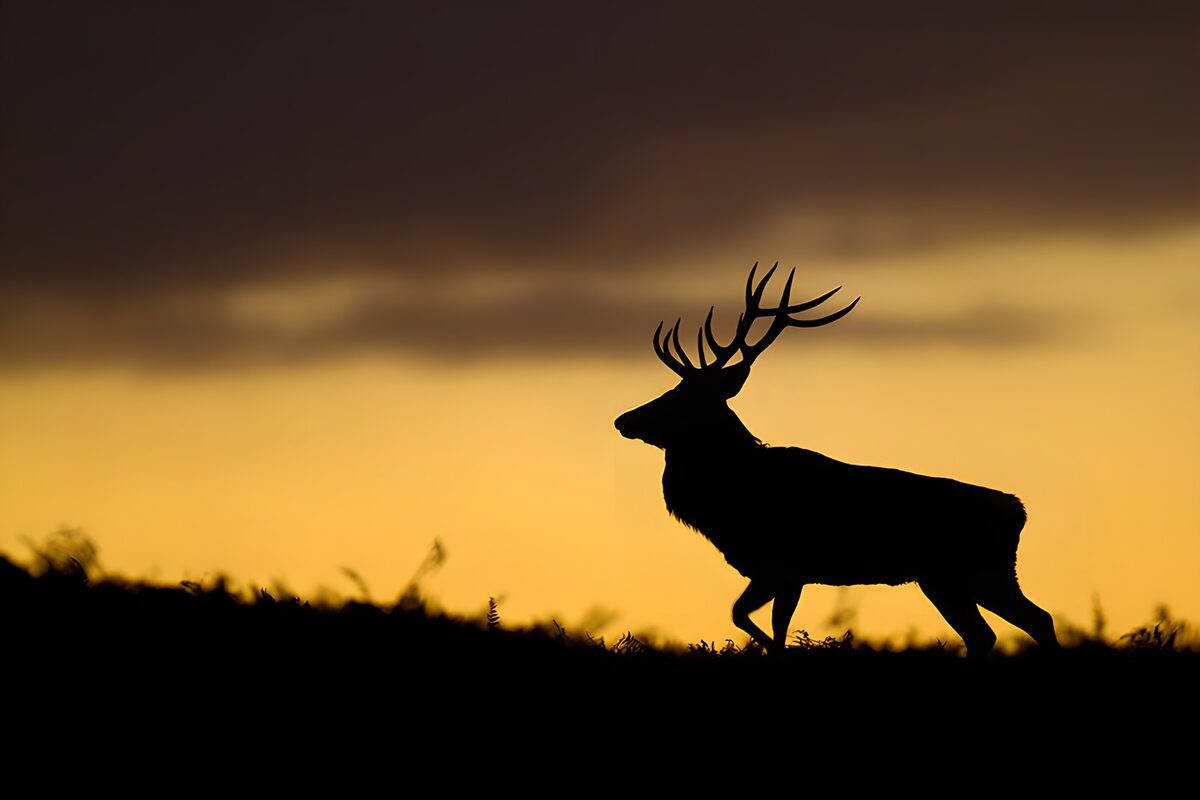 Silhouet van een hert bij zonsondergang