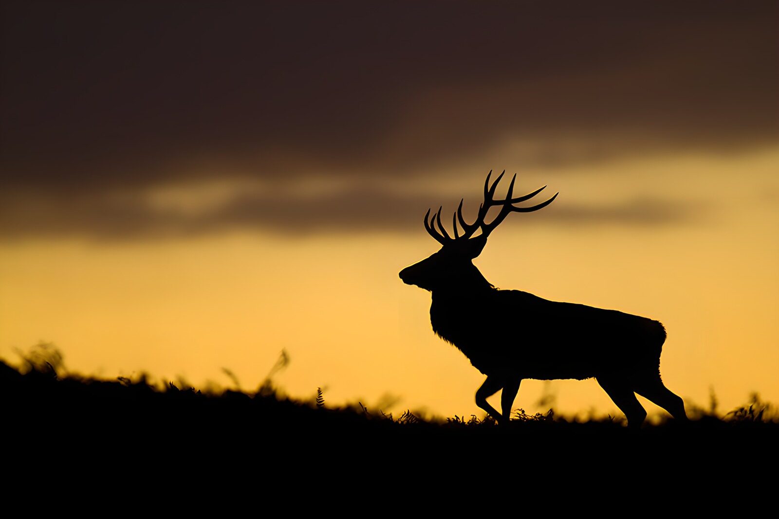 CW1225569: Silhouet van een hert bij zonsondergang