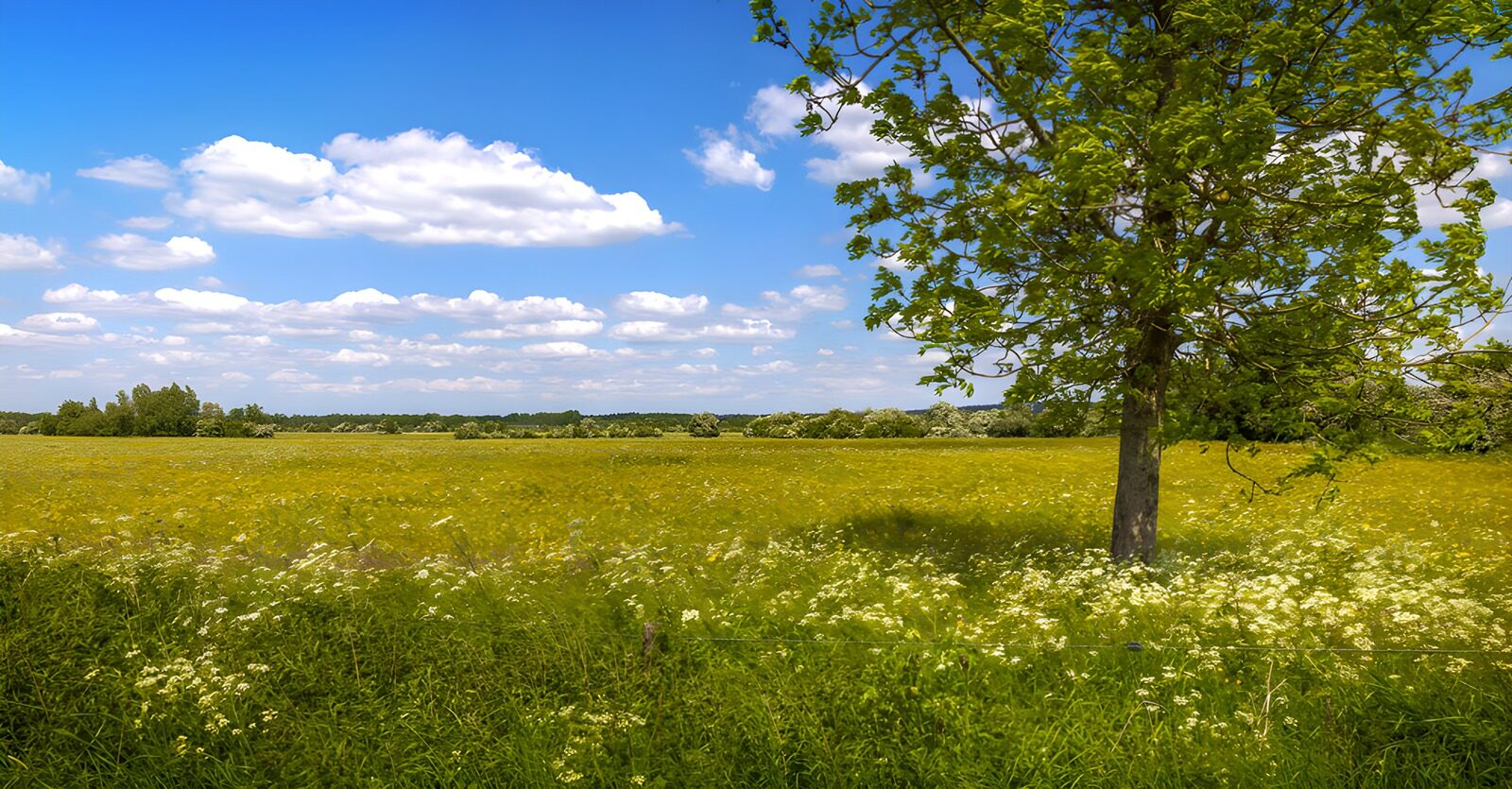 CW5617453: Bloemend veld onder een blauwe lucht