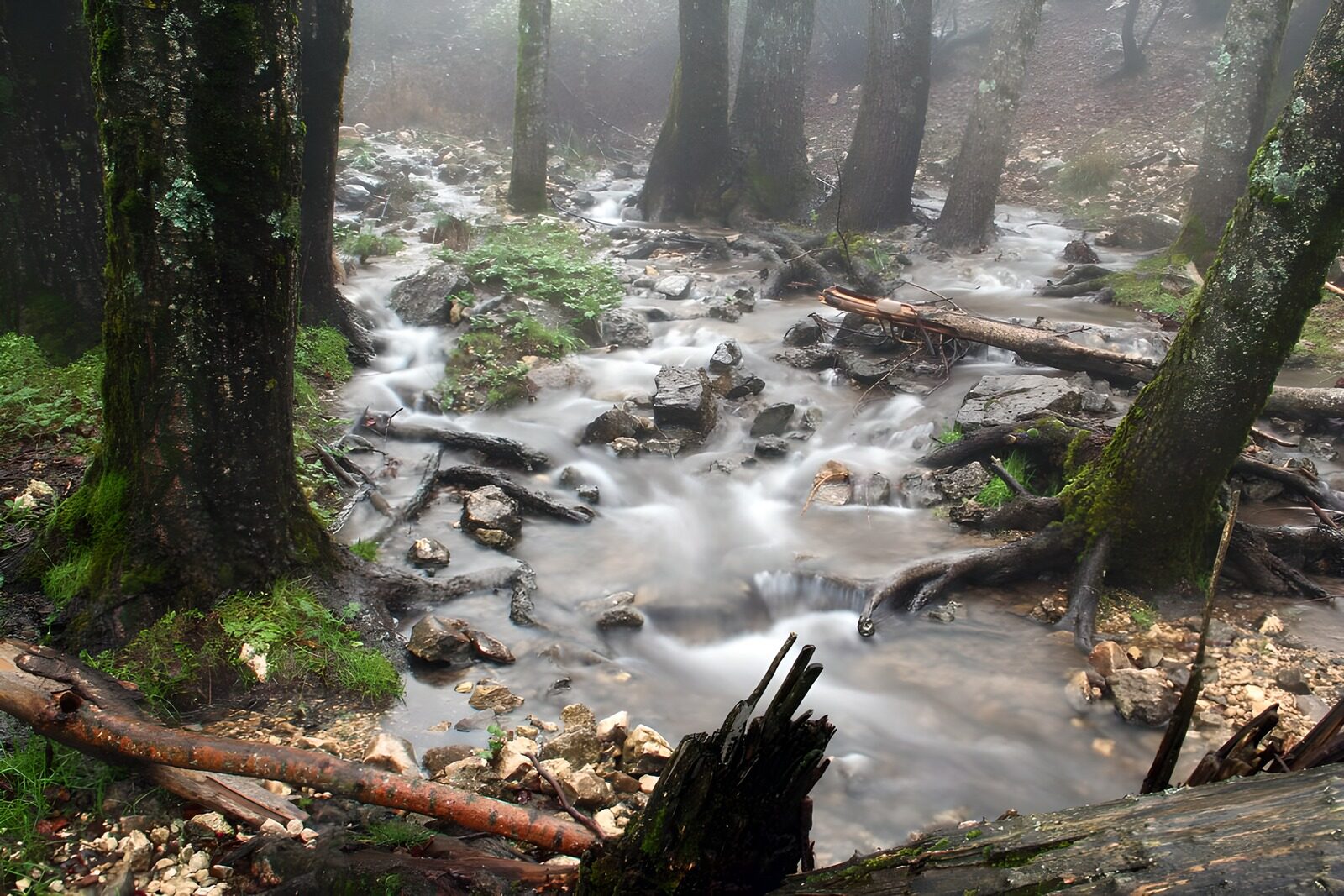 CW6288434: Mysterieus Stromend Water in het Bos