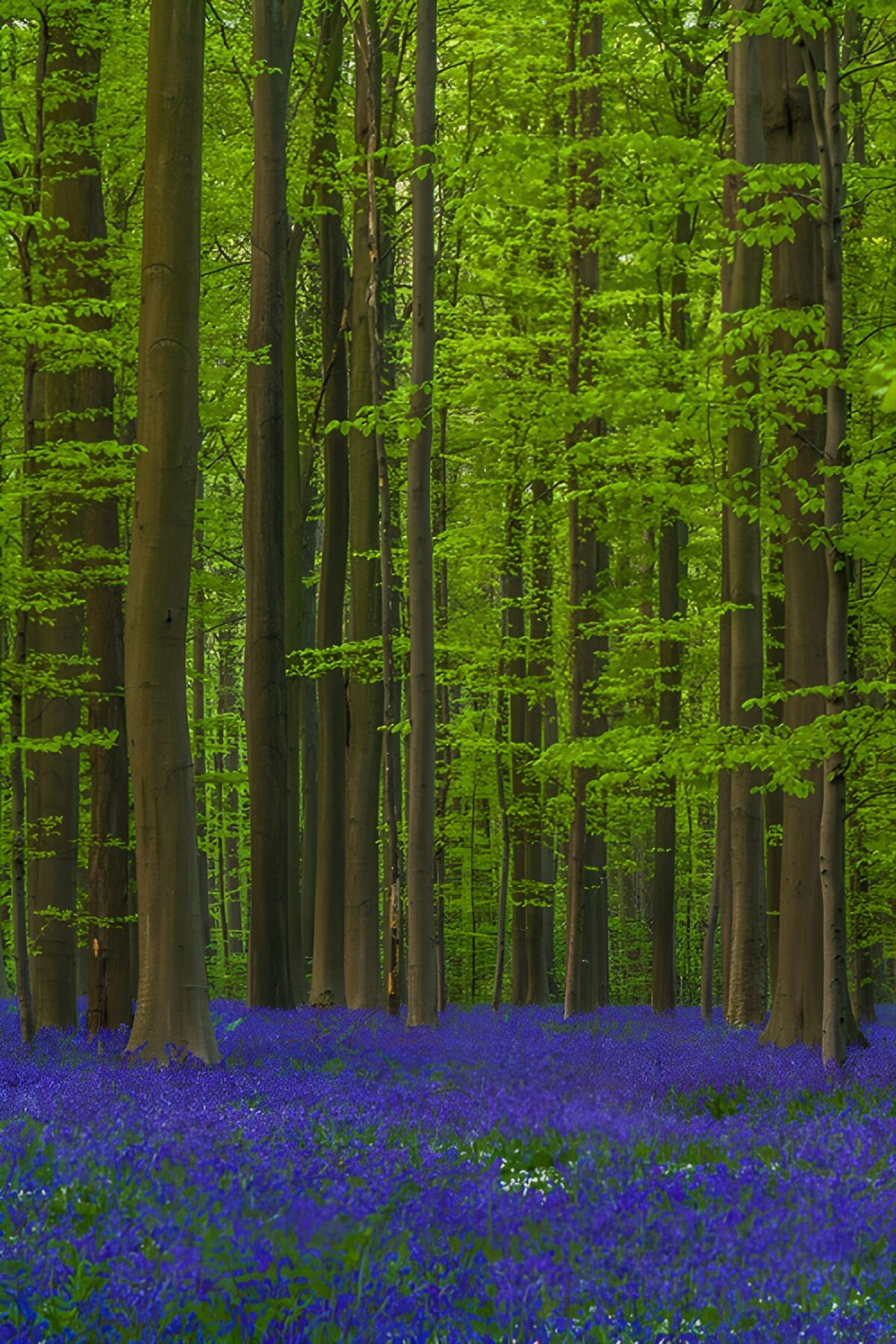 CW3484504: Prachtige blauwe-bellen onder groene bomen