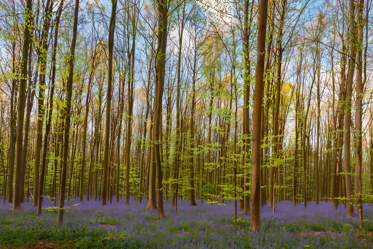 CW5014102: Parel van het Voorjaar in het Bos