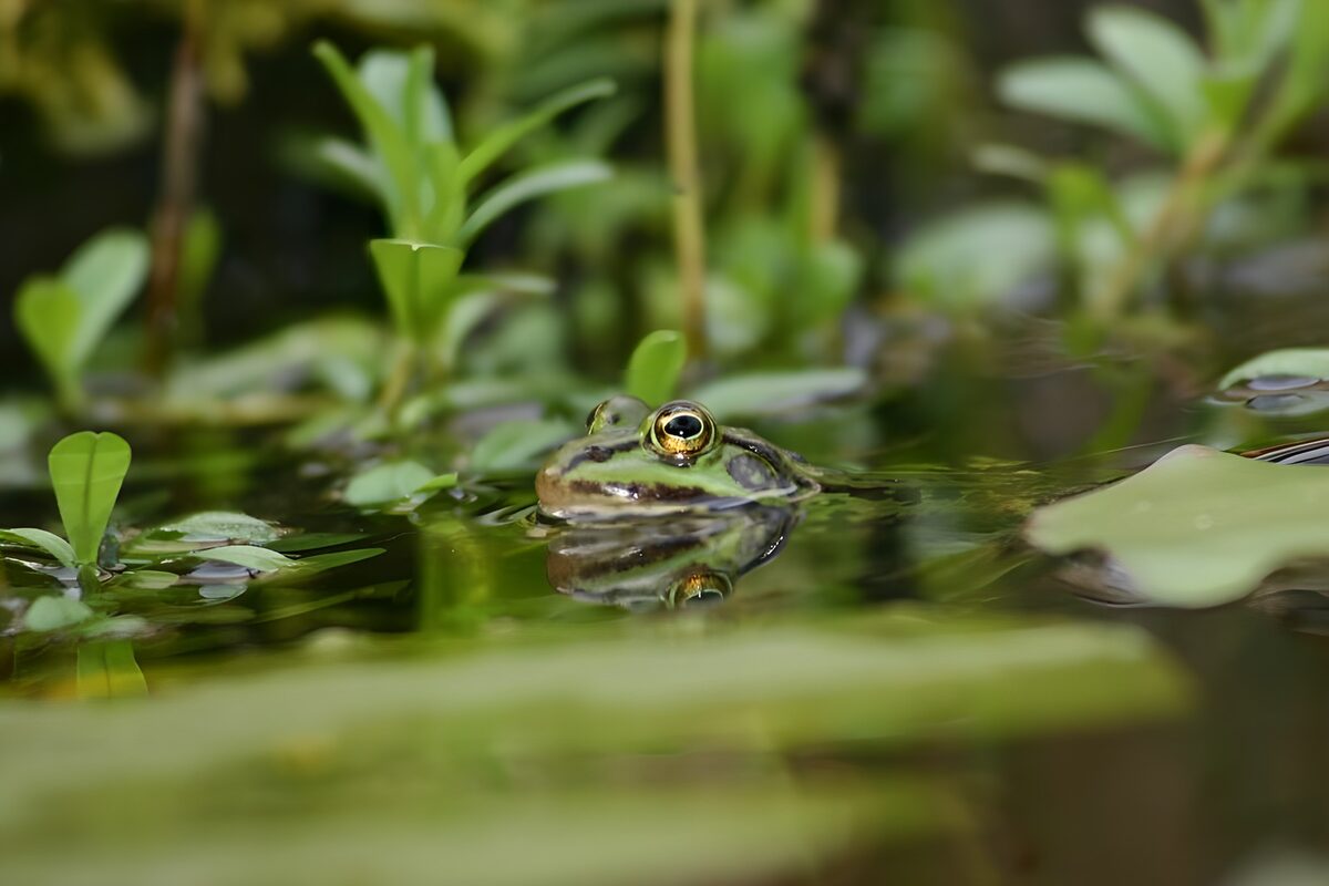 Kikker op het wateroppervlak