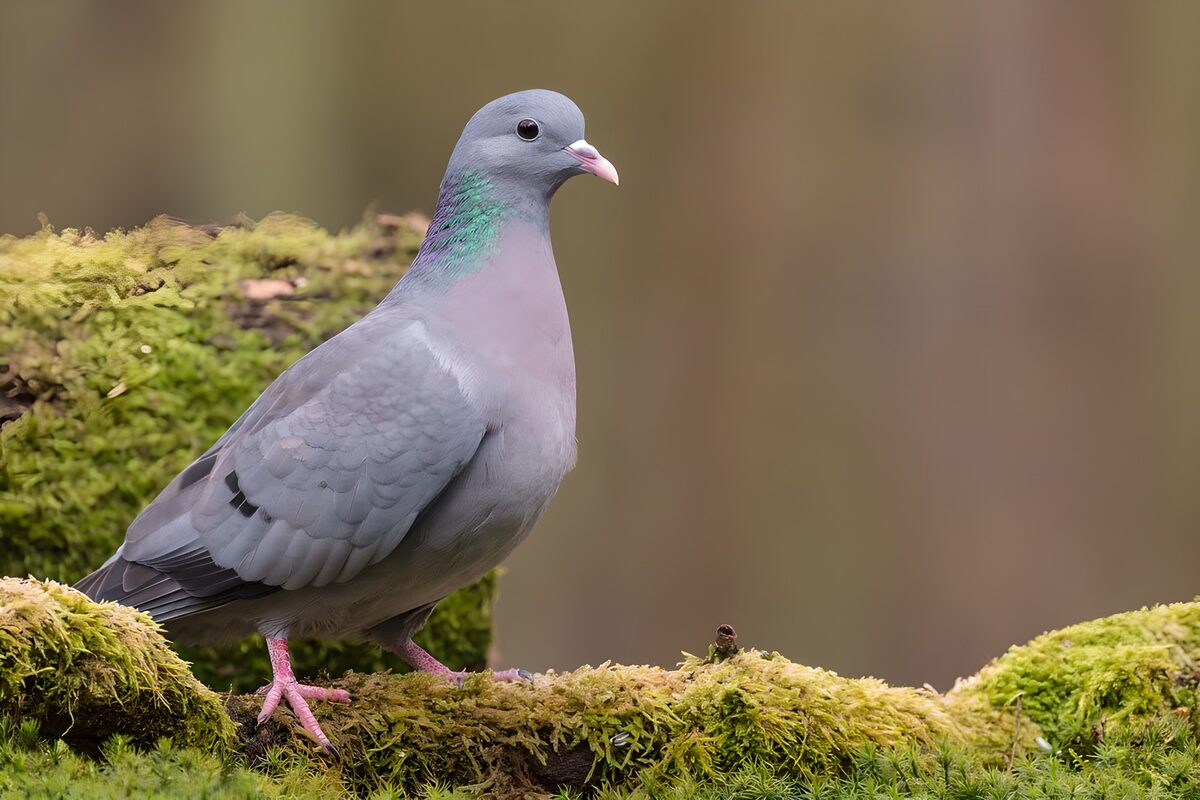 Prachtige duif op mosrijke ondergrond