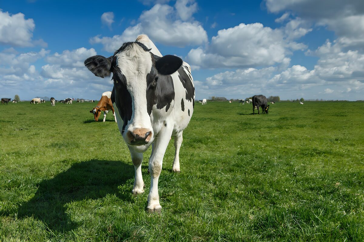 Vrolijke koe op groene weide