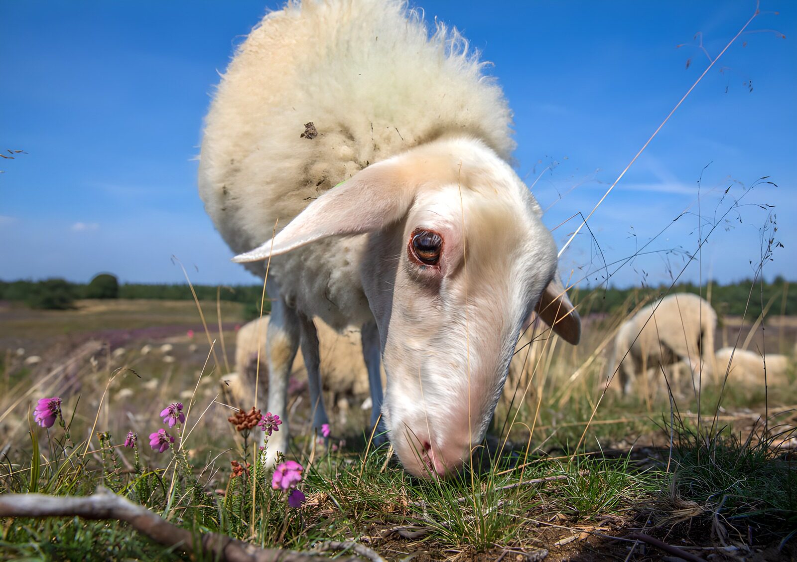 CW7139357: Schapen in bloeiend grasland