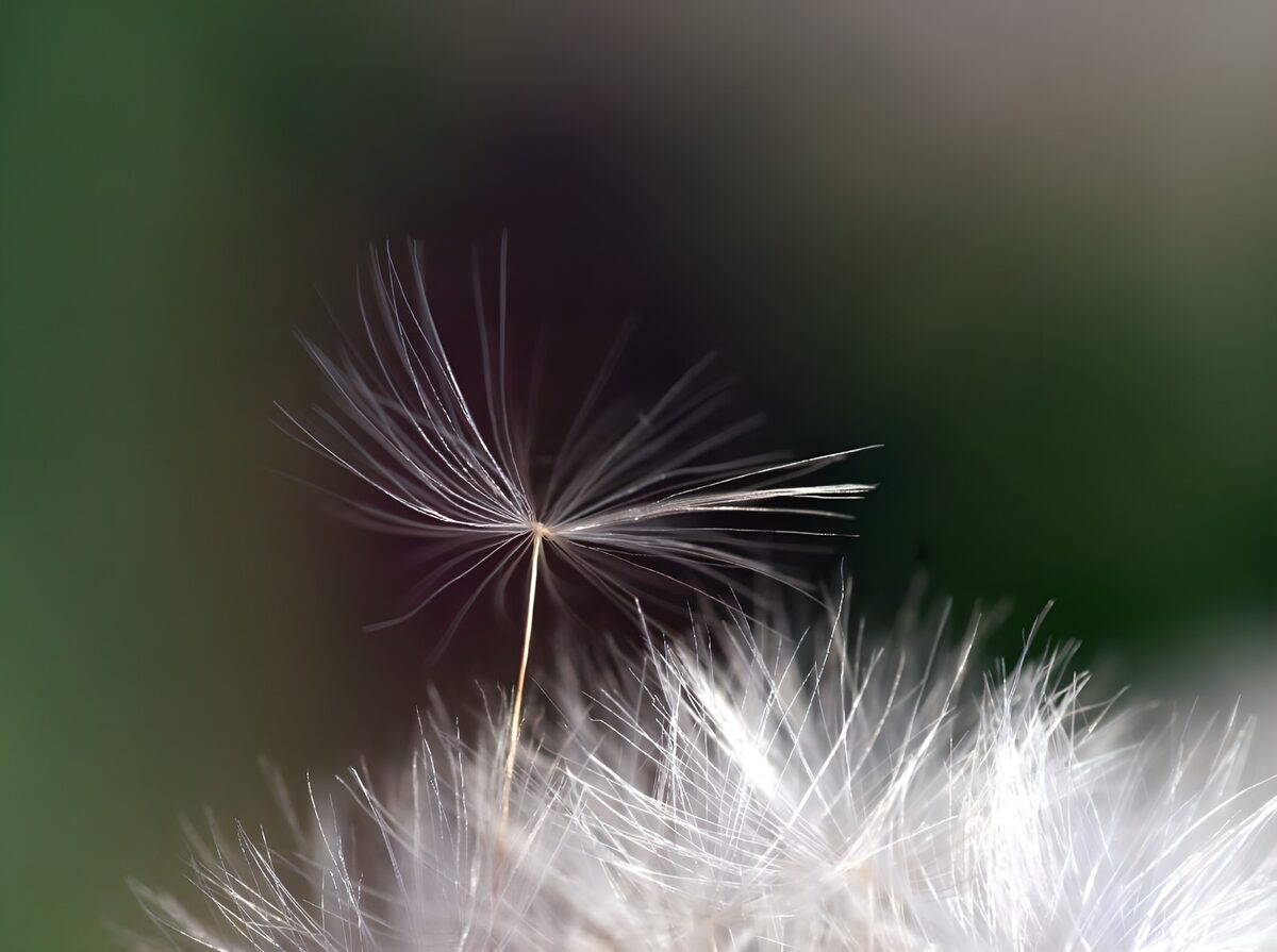 Delicate Dandelion Pollen
