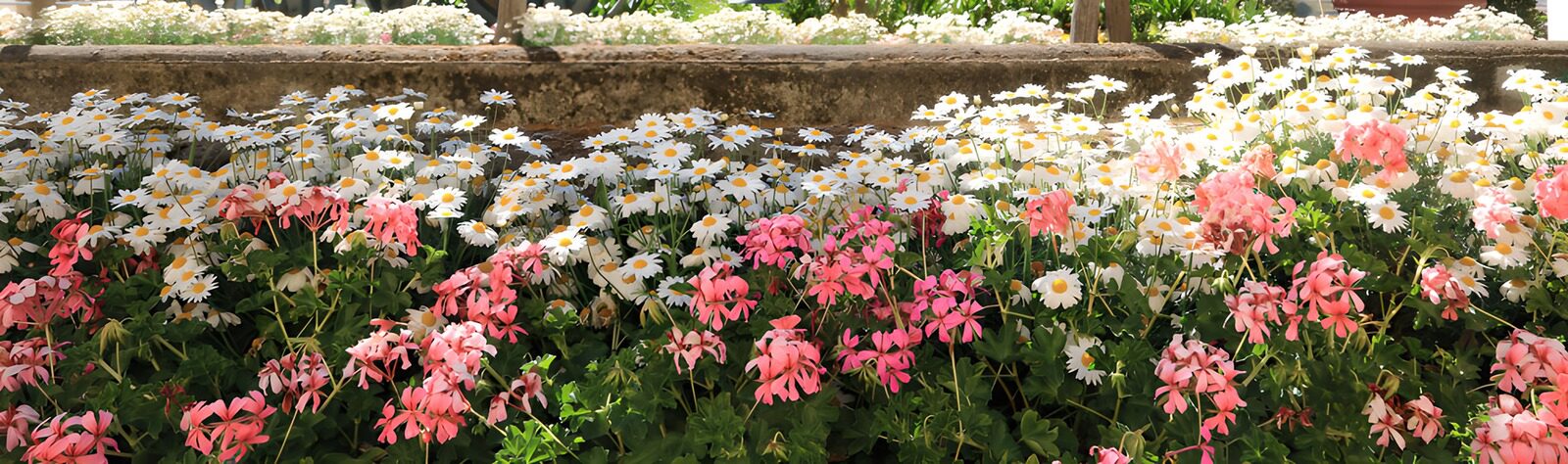 CW3298127: Kleurrijke bloementuin in volle bloei