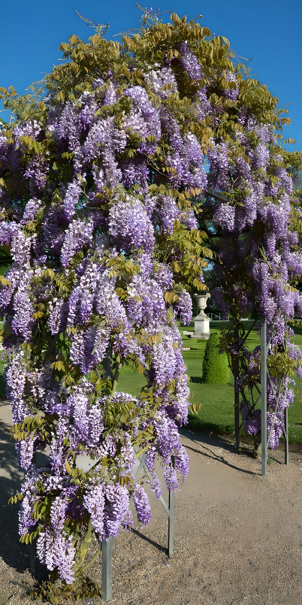 CW2886921: Prachtige paarse bloesems in de tuin
