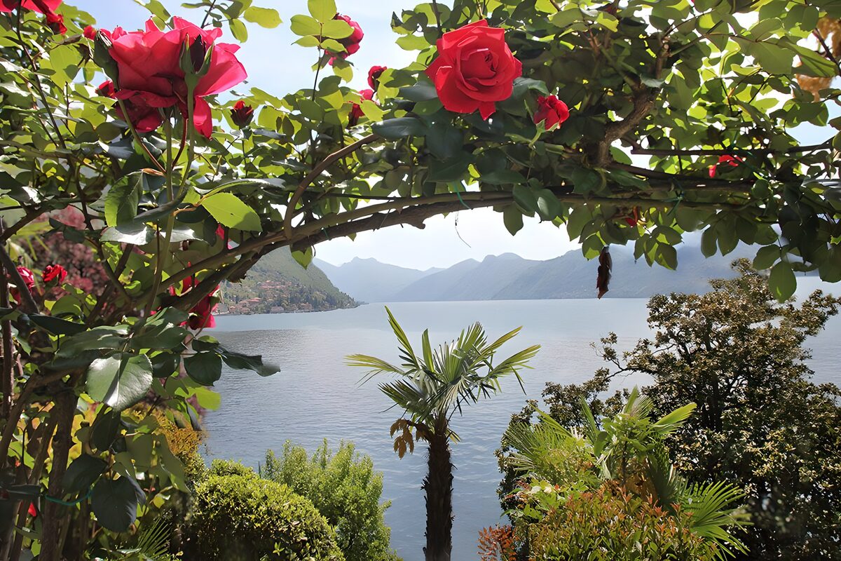 Bloemen en het Meer