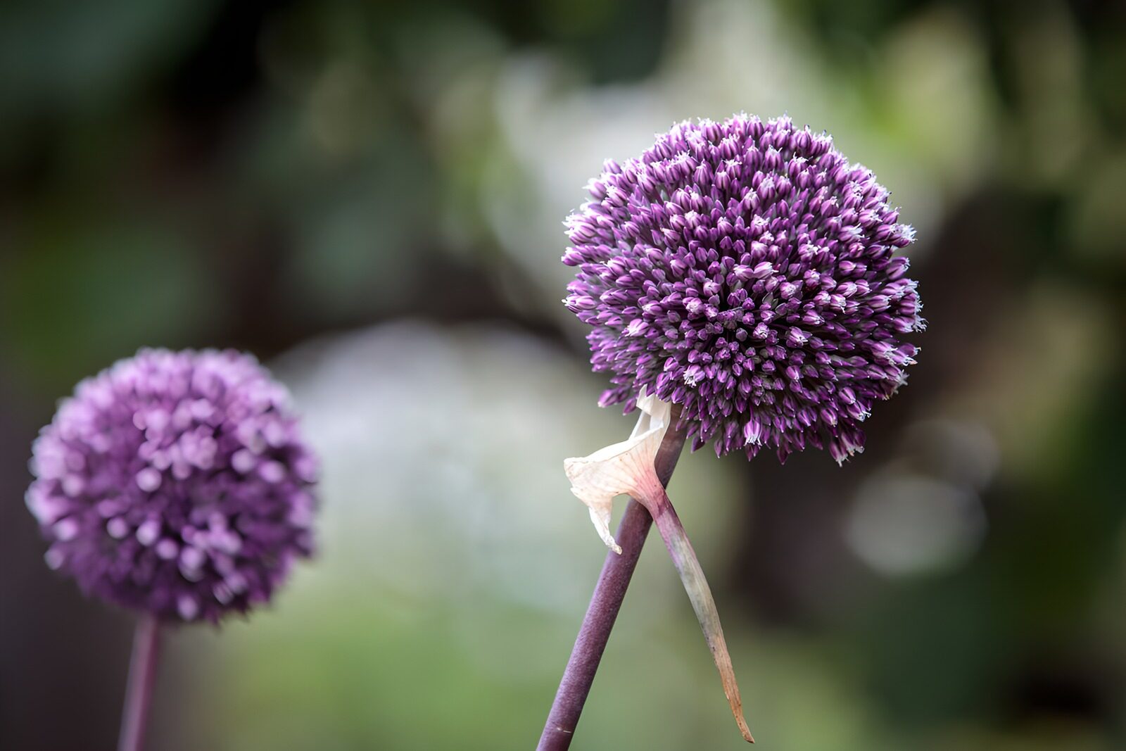 CW4594097: Prachtige paarse bolbloemen in de natuur