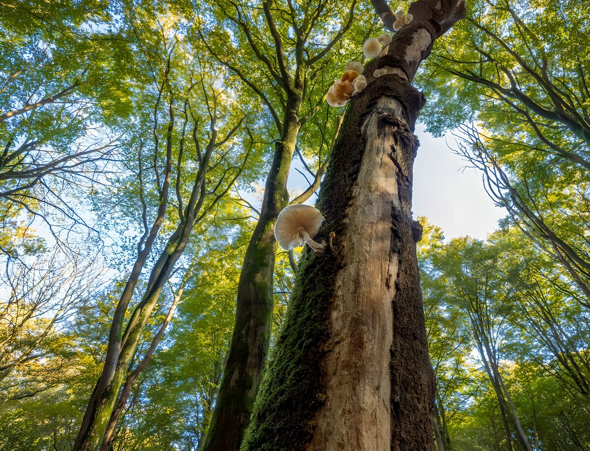 Paddenstoelen op een oude boomstam
