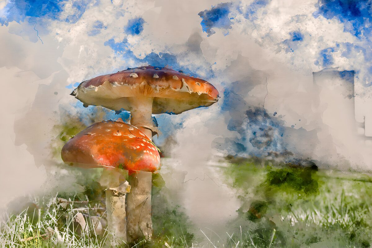 Kleurrijke paddenstoelen in de natuur