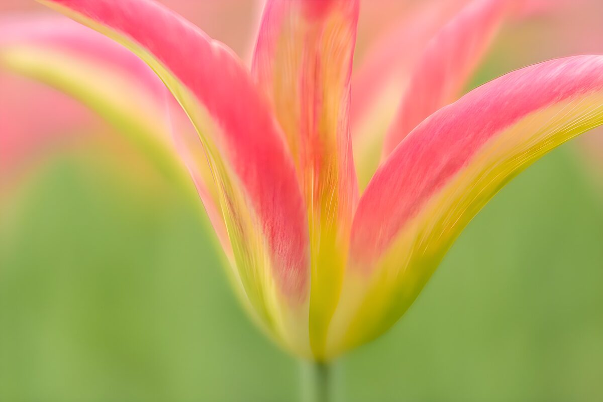 Kleurrijke Tulpenbloem in Close-up