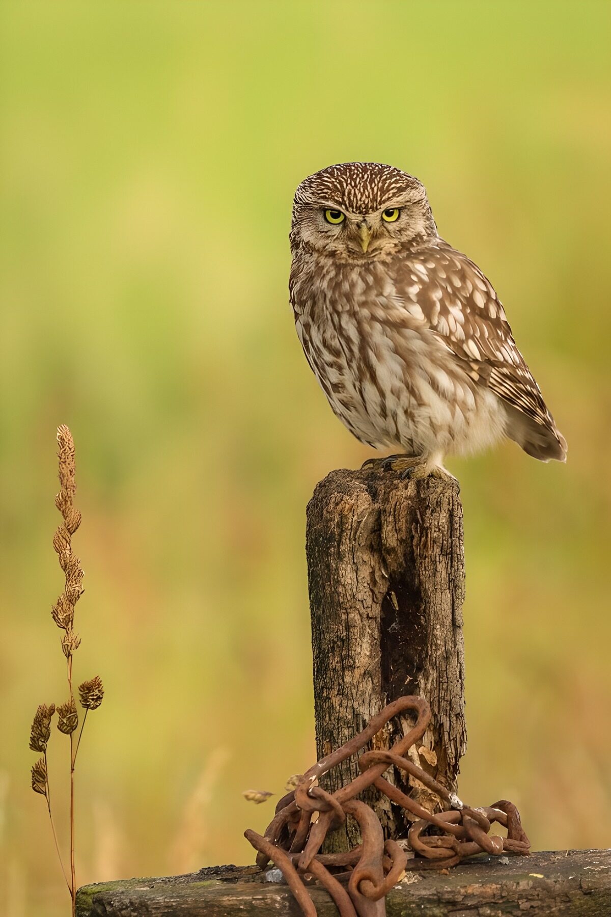 Schattige steenuil op een houten paal