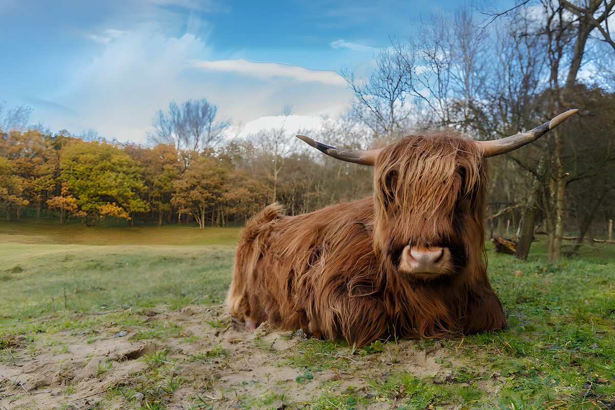 Hooglander in de natuur