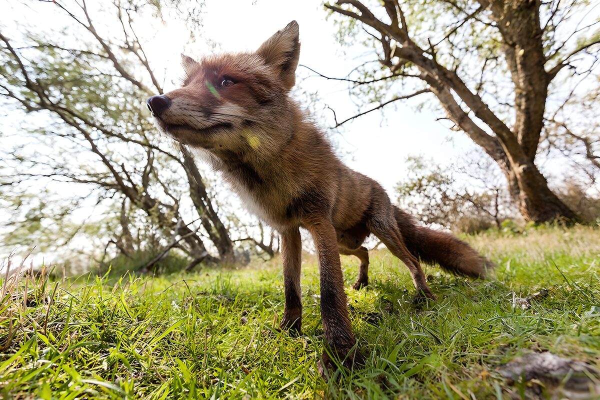 Crezende Vos in de Natuur