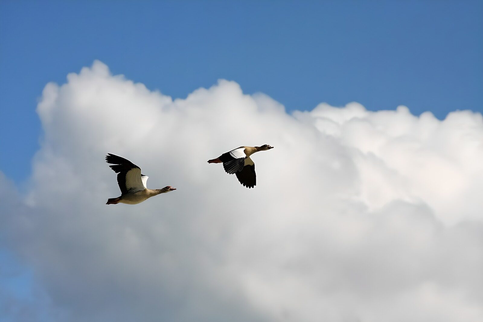 CW8123285: Twee ganzen in de lucht