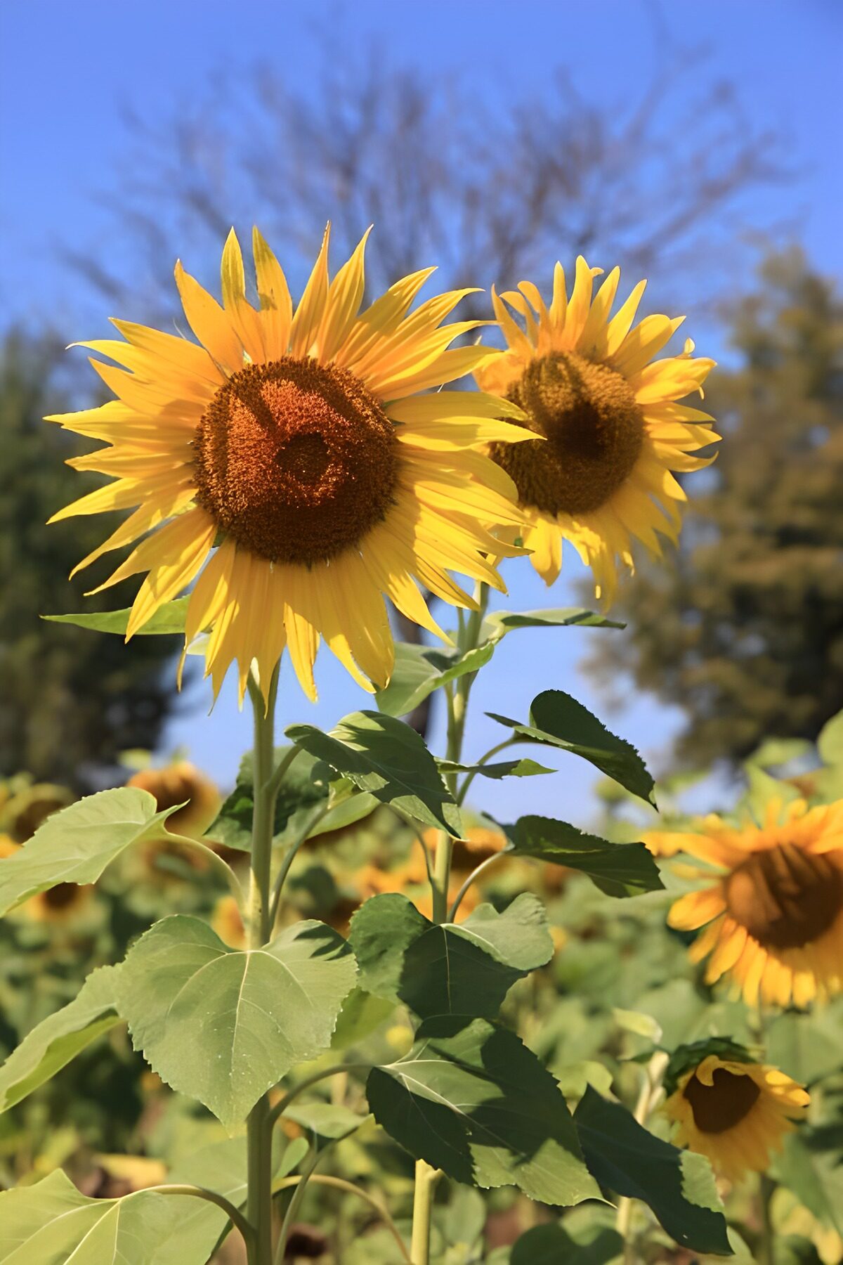 CW2668961: Stralende zonnebloemen in bloei