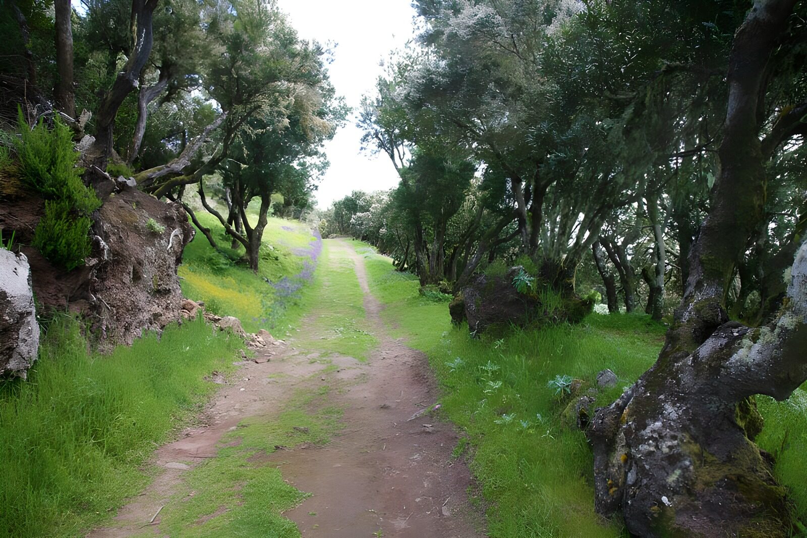 CW7401836: Rustige wandelroute door het groen
