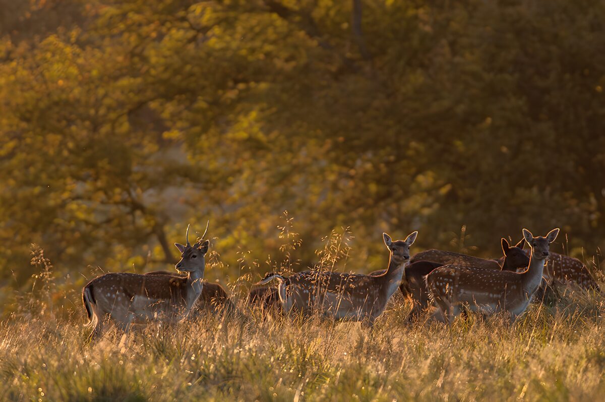 Groep Edelherten in de natuur