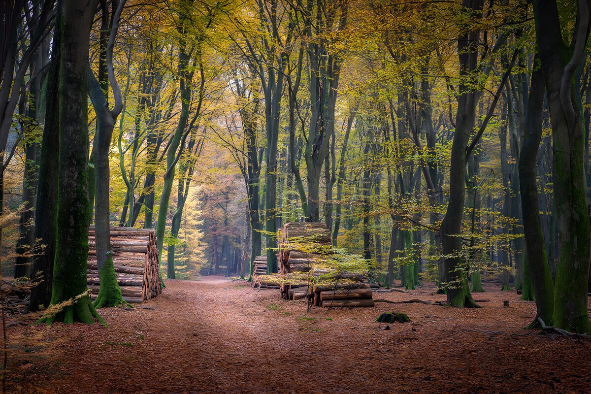 Herfstelijk Bos met Hakhout