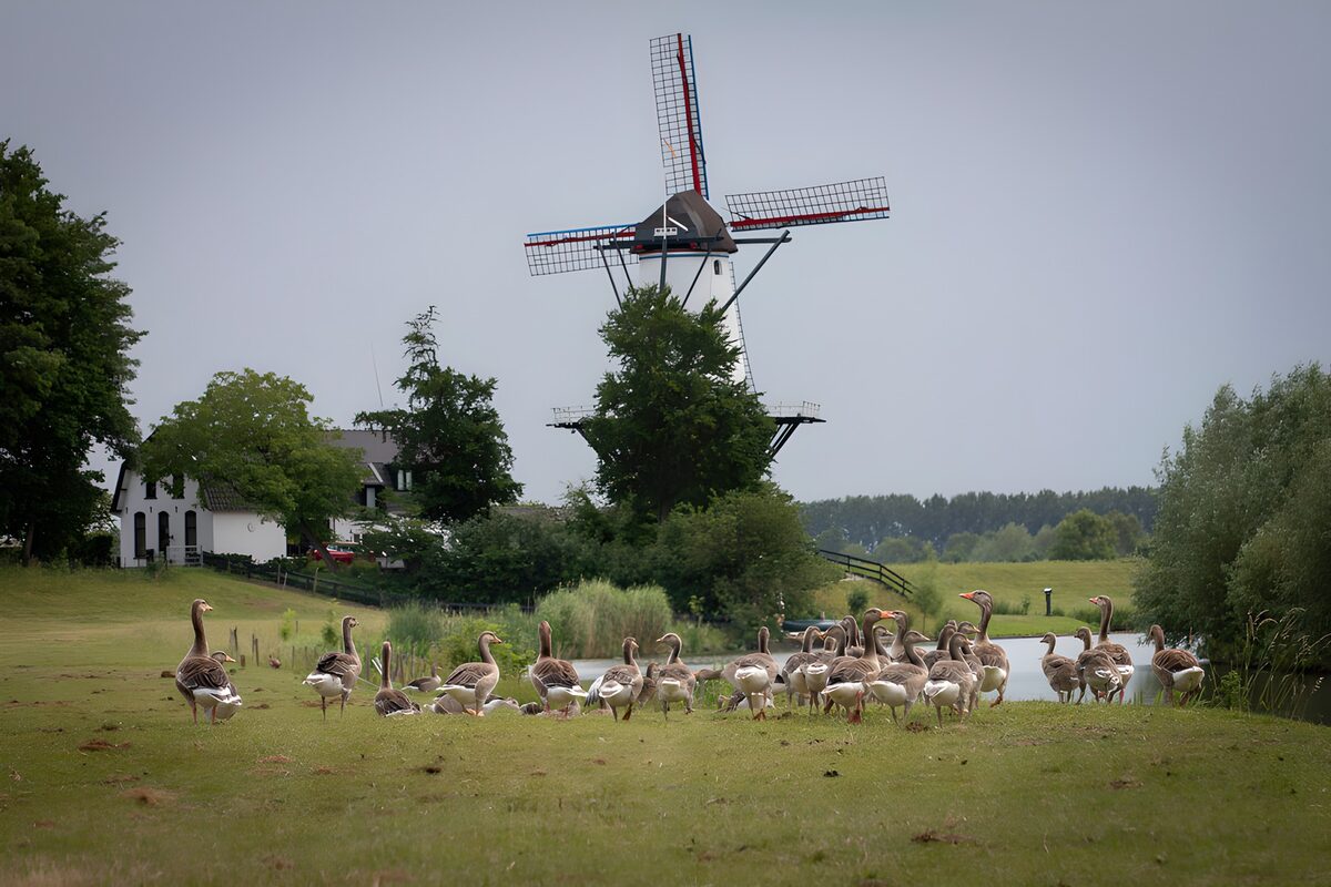 CW4567416: Gevogelte schar met molen op de achtergrond