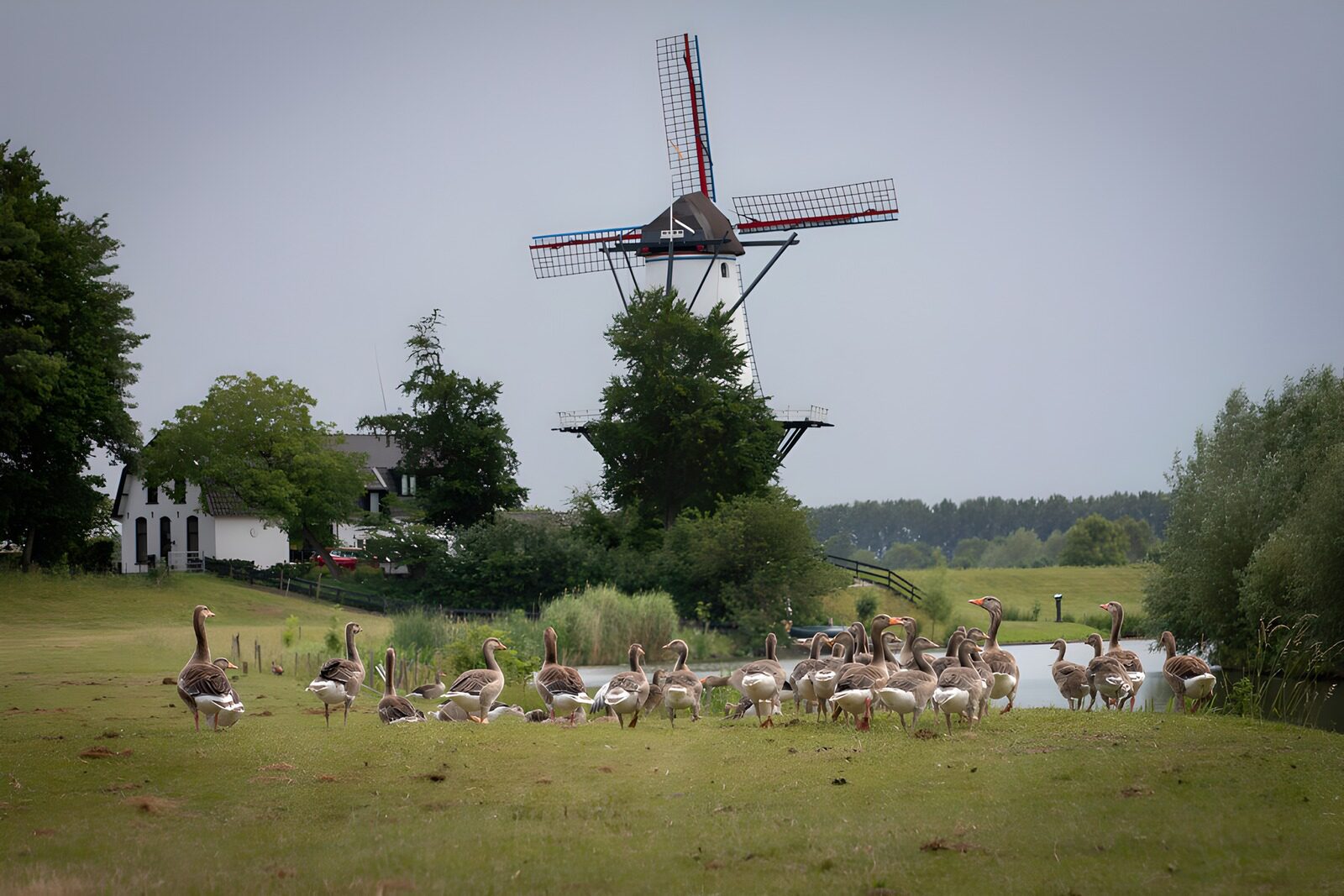 CW4567416: Gevogelte schar met molen op de achtergrond