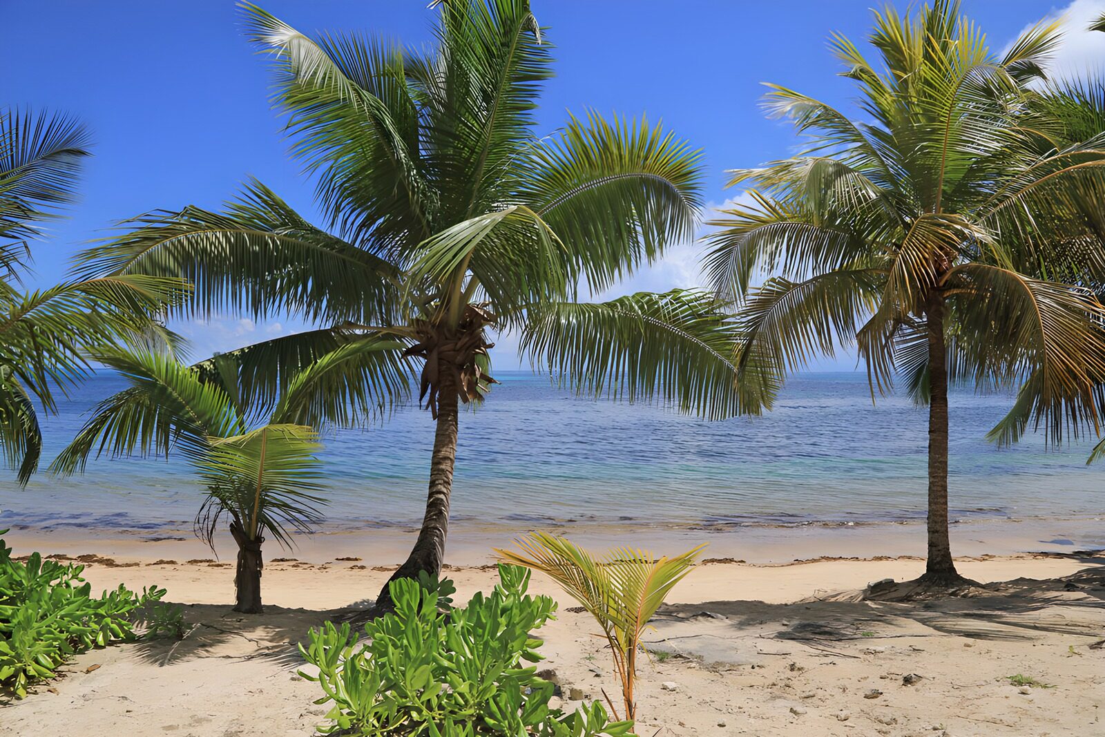 CW8612480: Tropisch strand met palmbomen