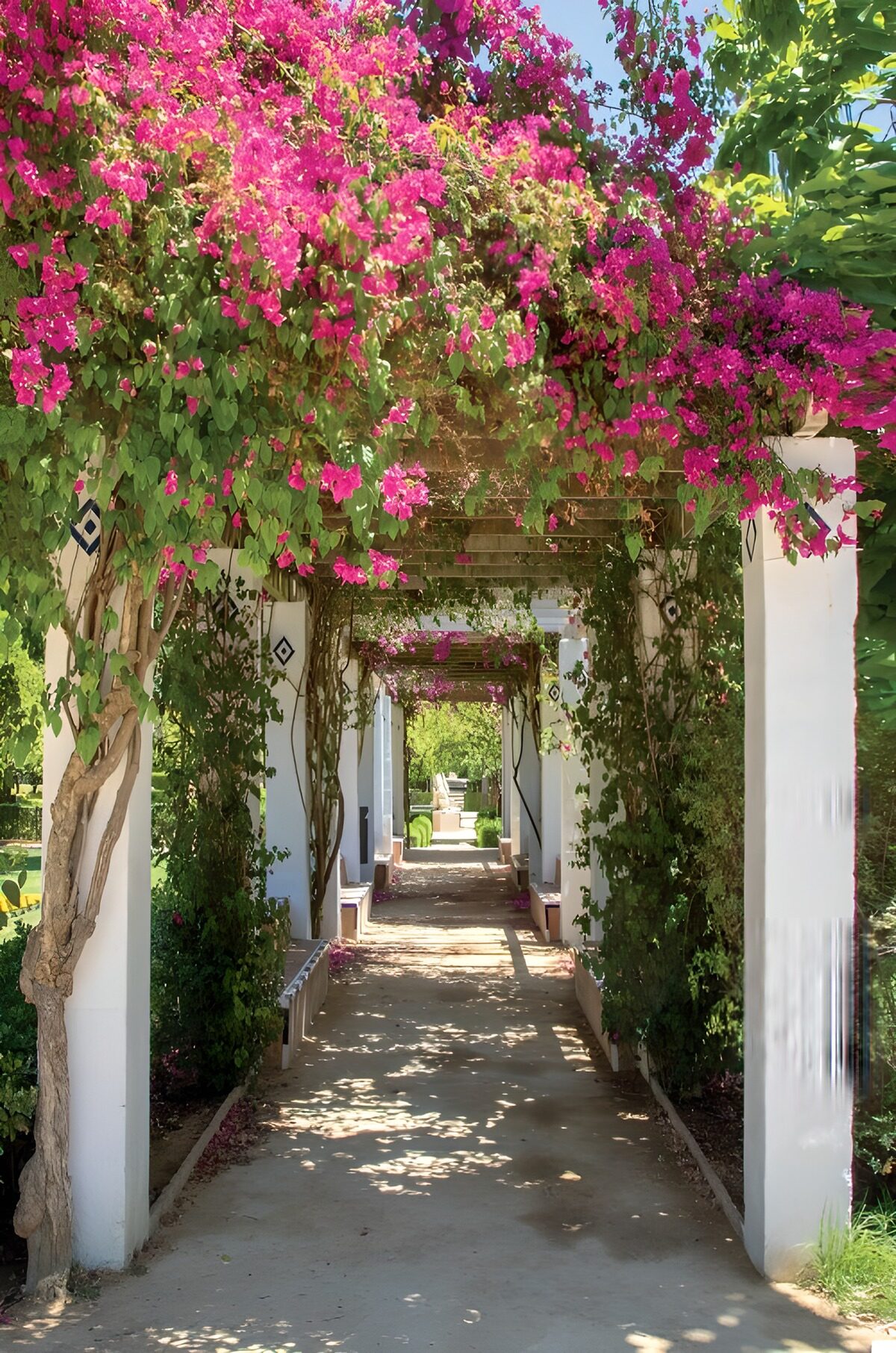 Bosrijke pergola met bloeiende bougainvillea
