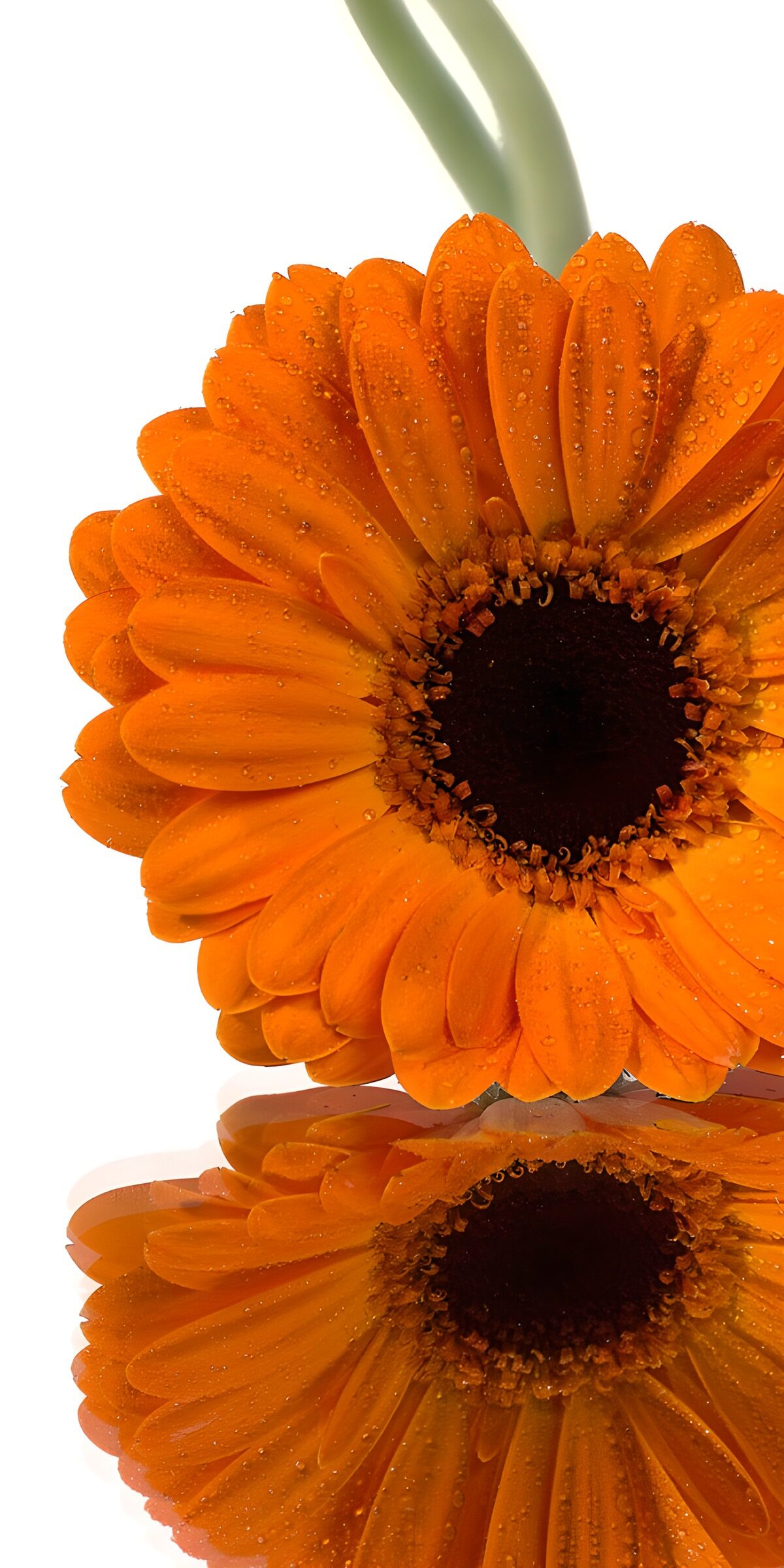 CW8008925: Stralende oranje gerbera met reflectie