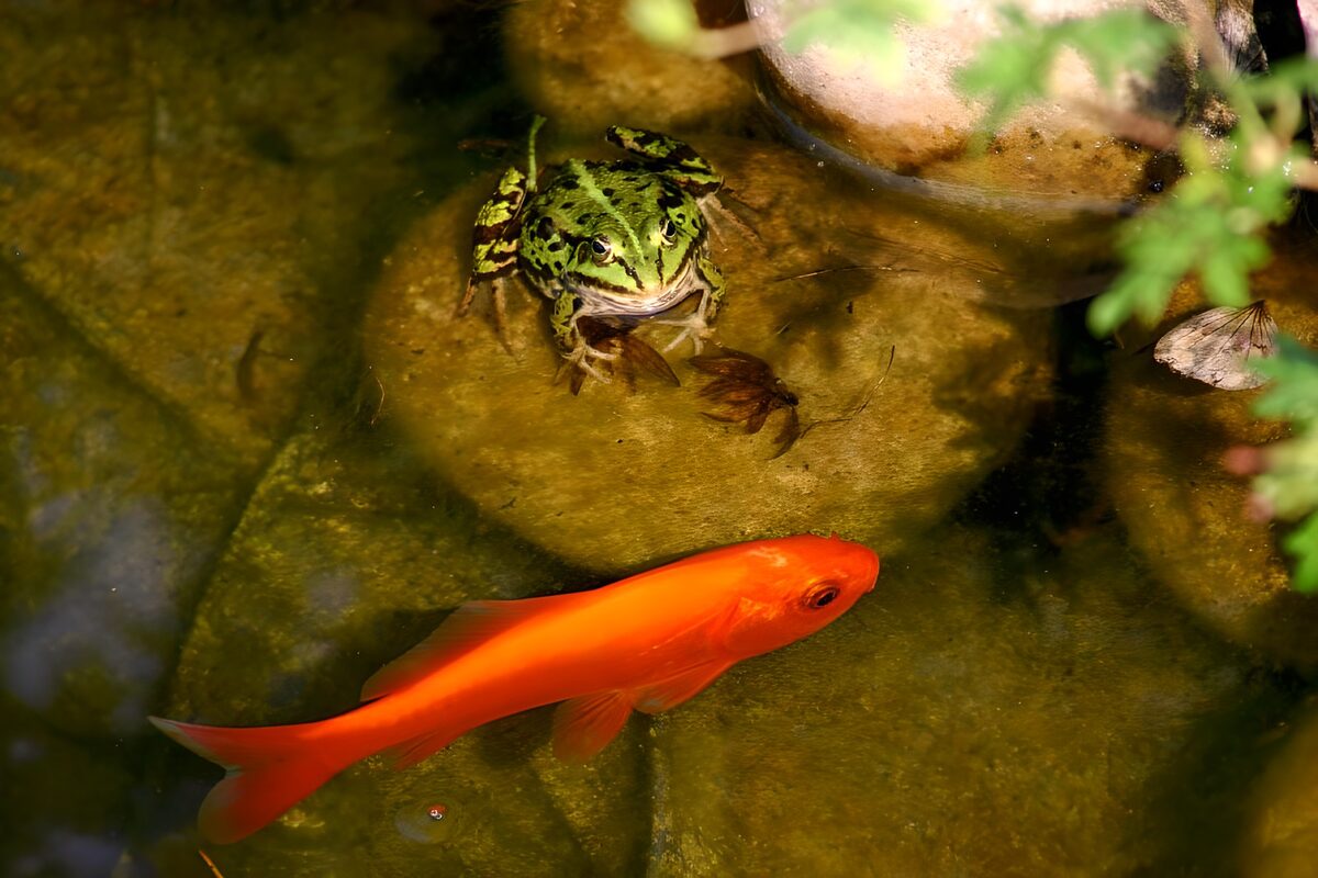 Vrolijke kikker en goudvis in het water