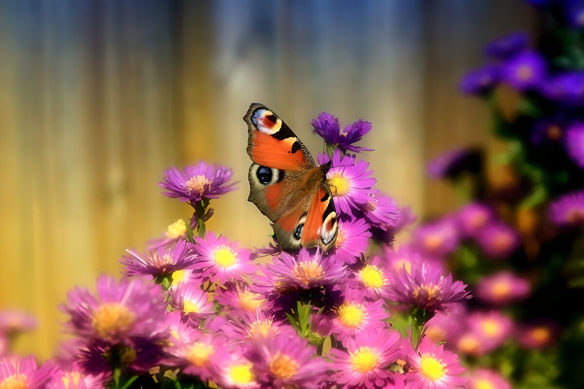 Vlinder op kleurrijke bloemen