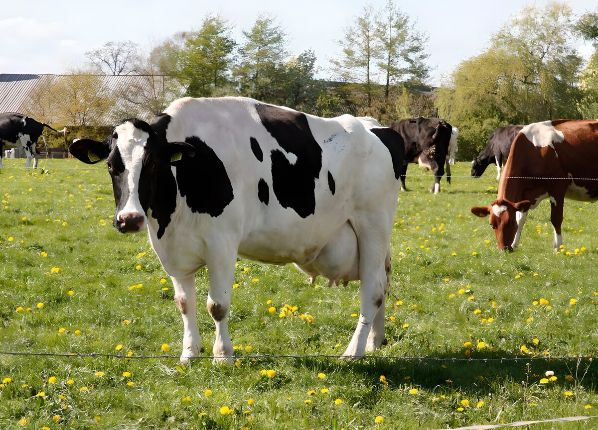 Gelukkige koeien op het grasland