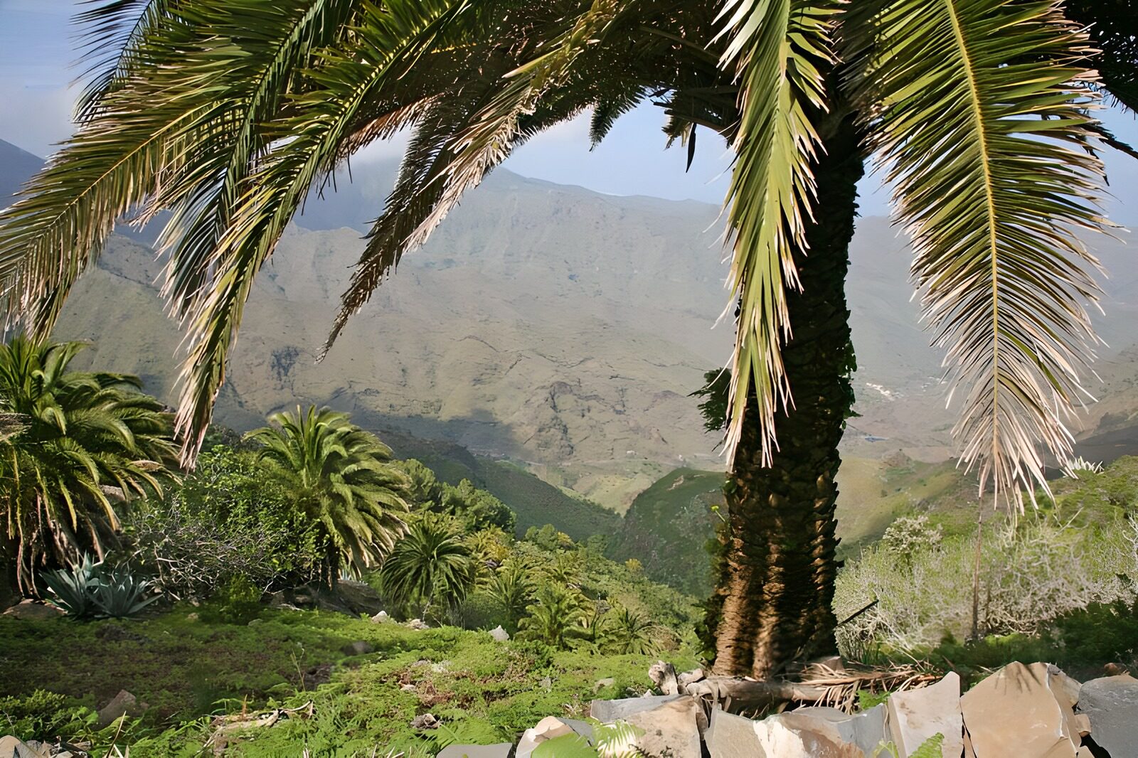 CW6096314: Palmbomen in een berglandschap