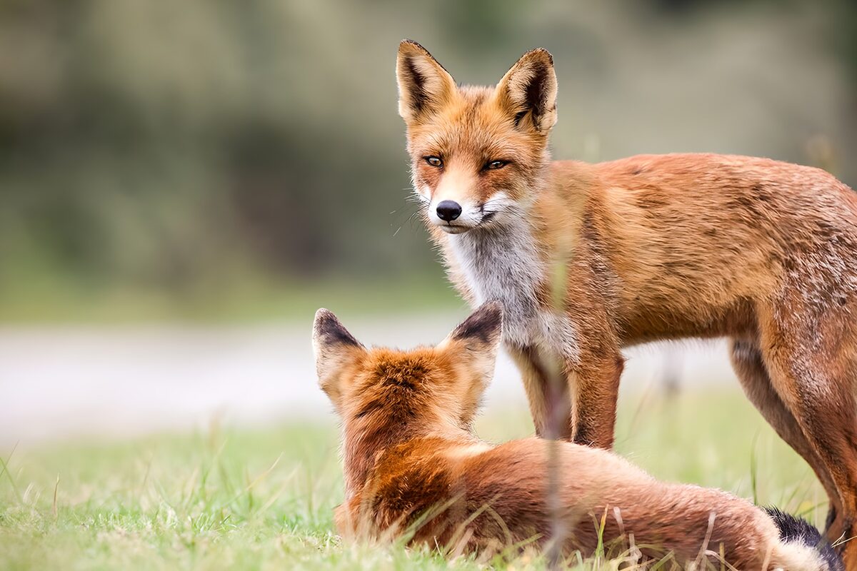 Twee Vossen in de Natuur