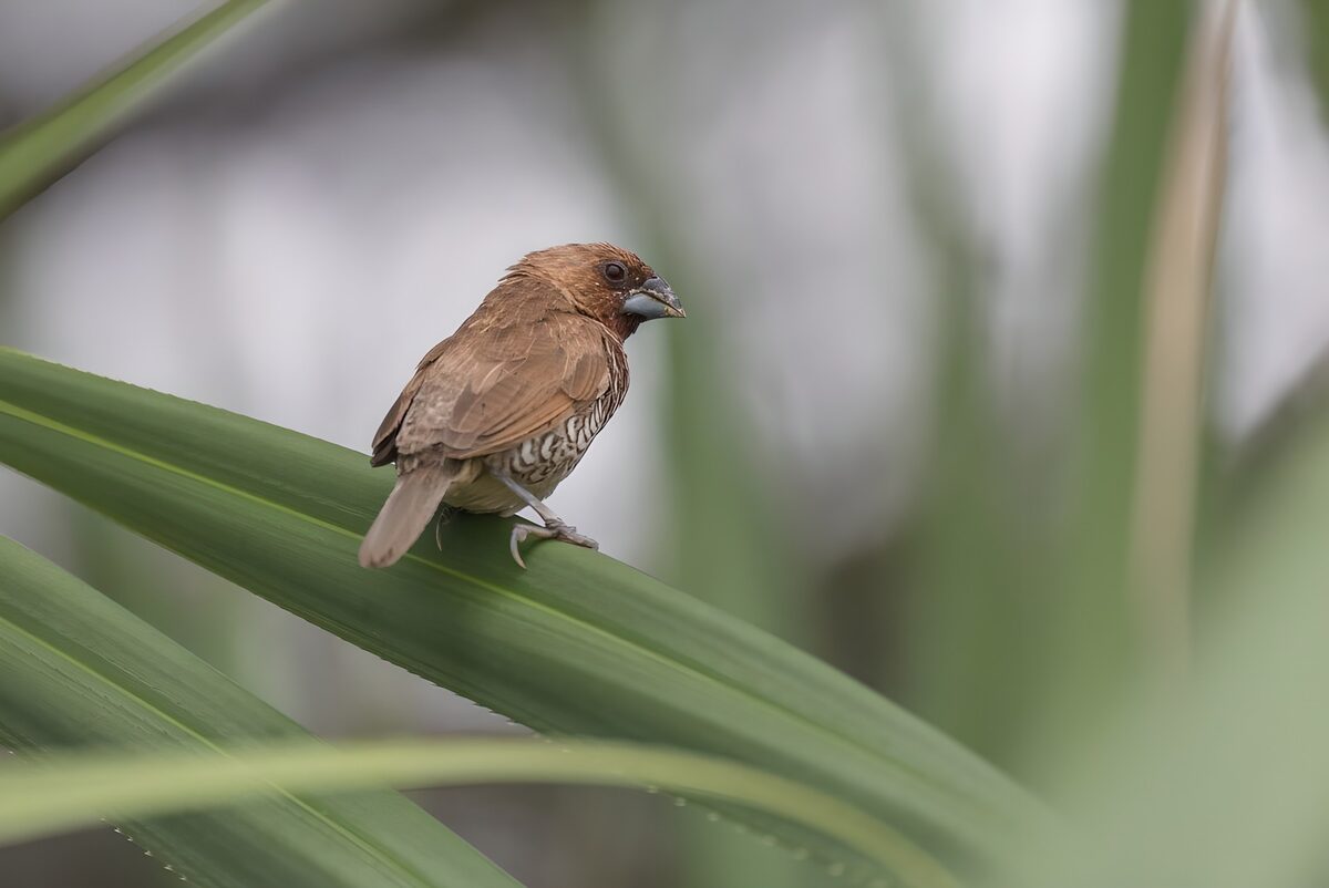 Bruine vink op groen blad