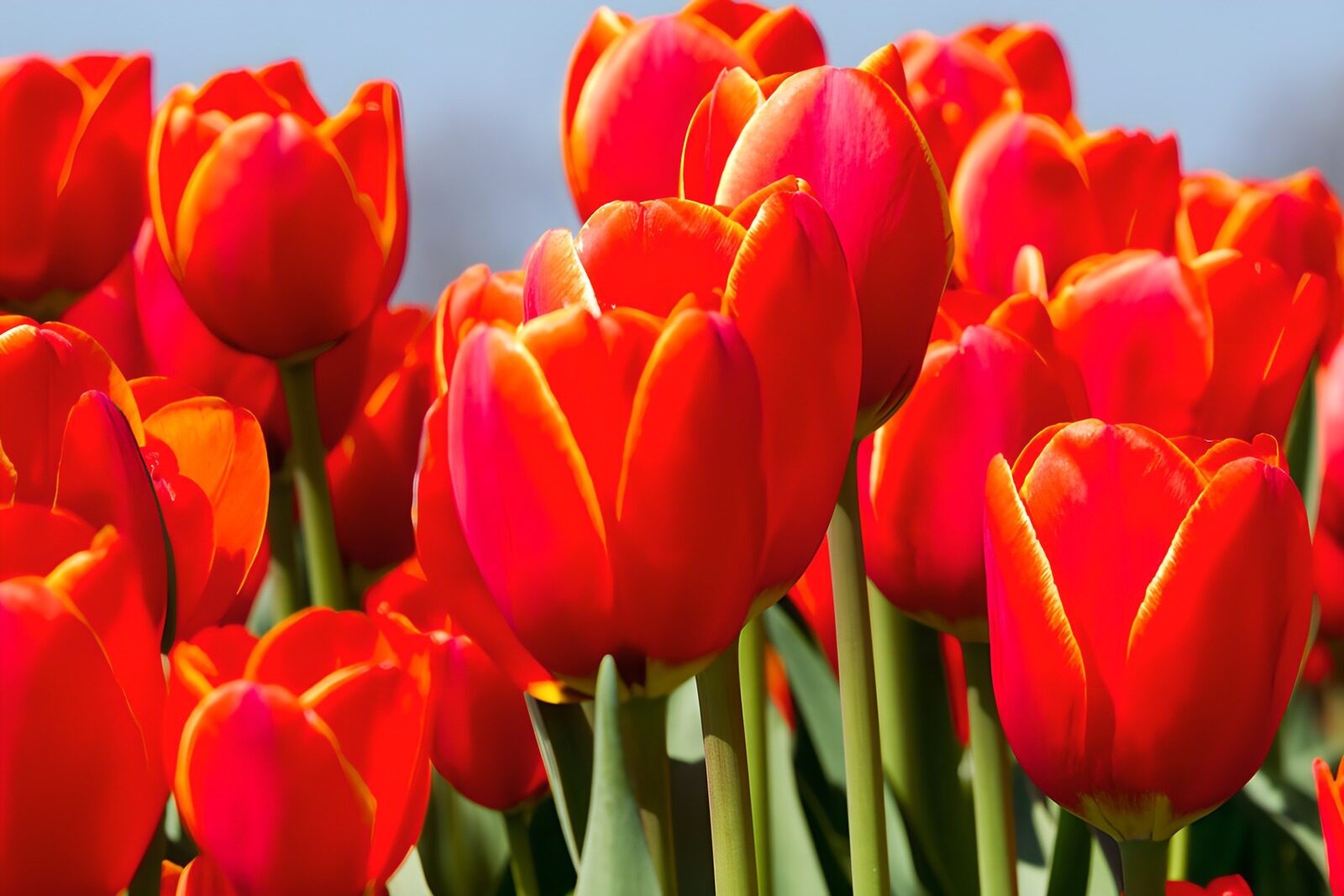 CW9613563: Stralende Rode Tulpen in de Lente
