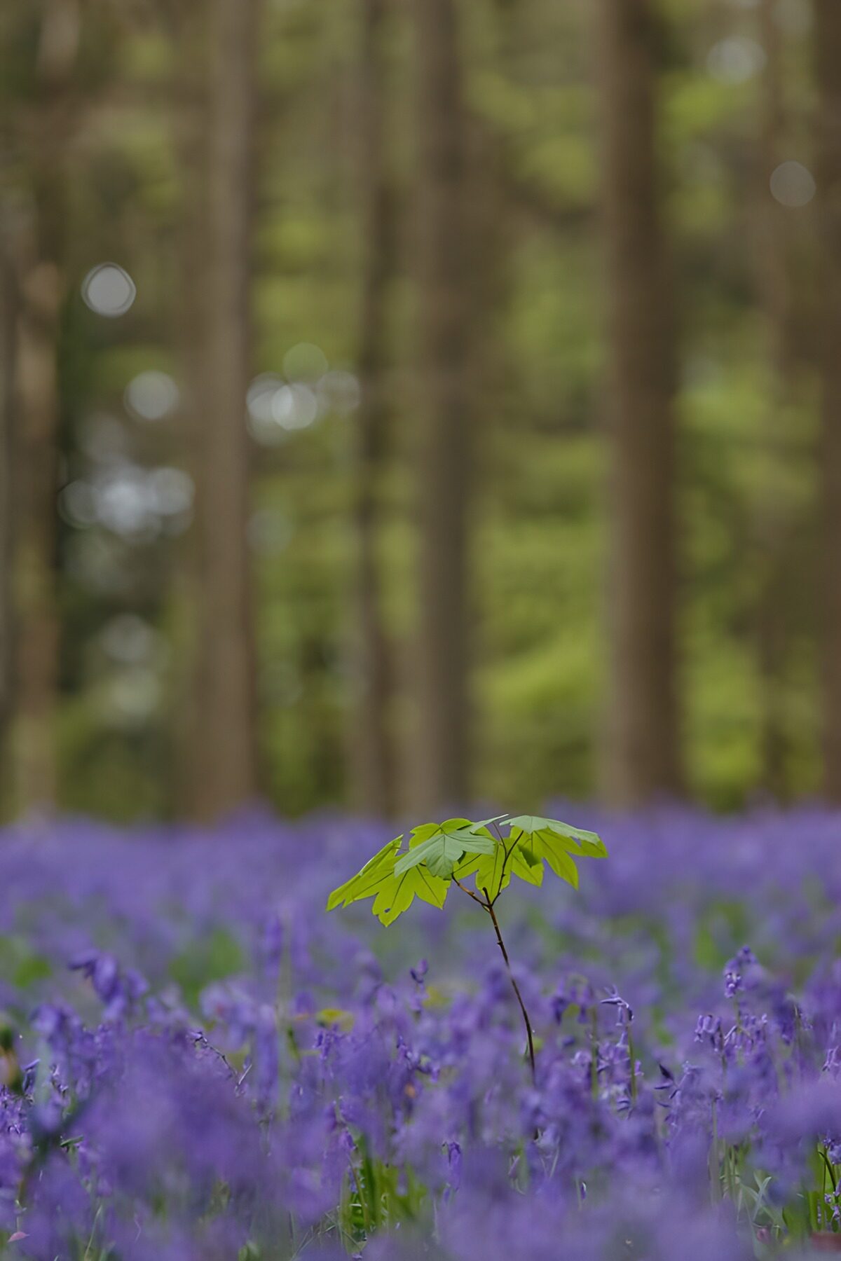 Eenzaam blad in paarse bloemenzee