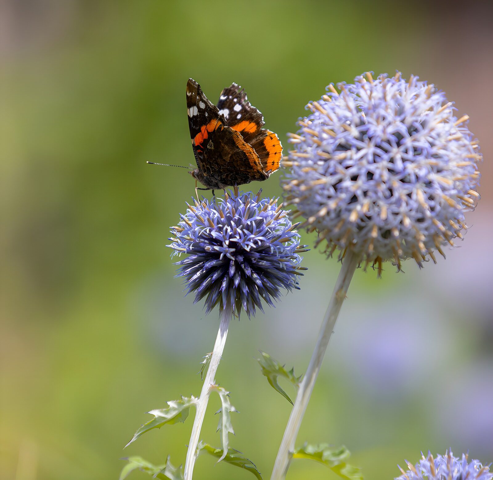 CW4145590: Vlinder op paarse bloemen