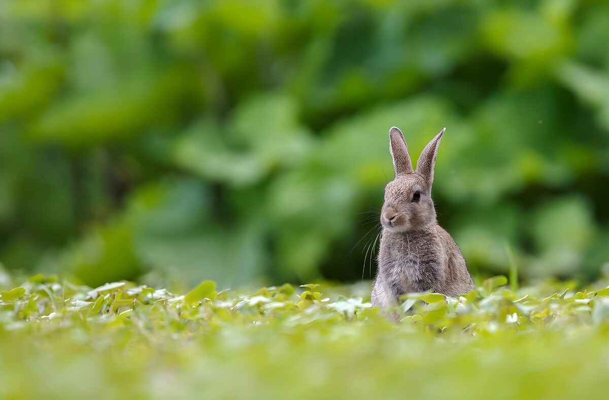 Schattig konijn in het gras