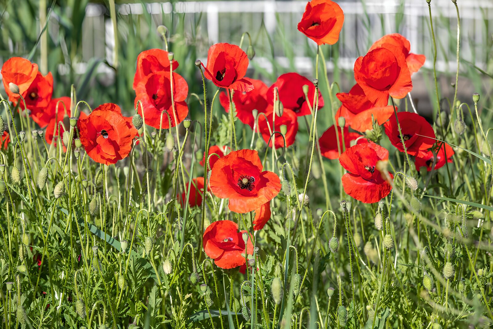 CW1305335: Poppy's in Bloei