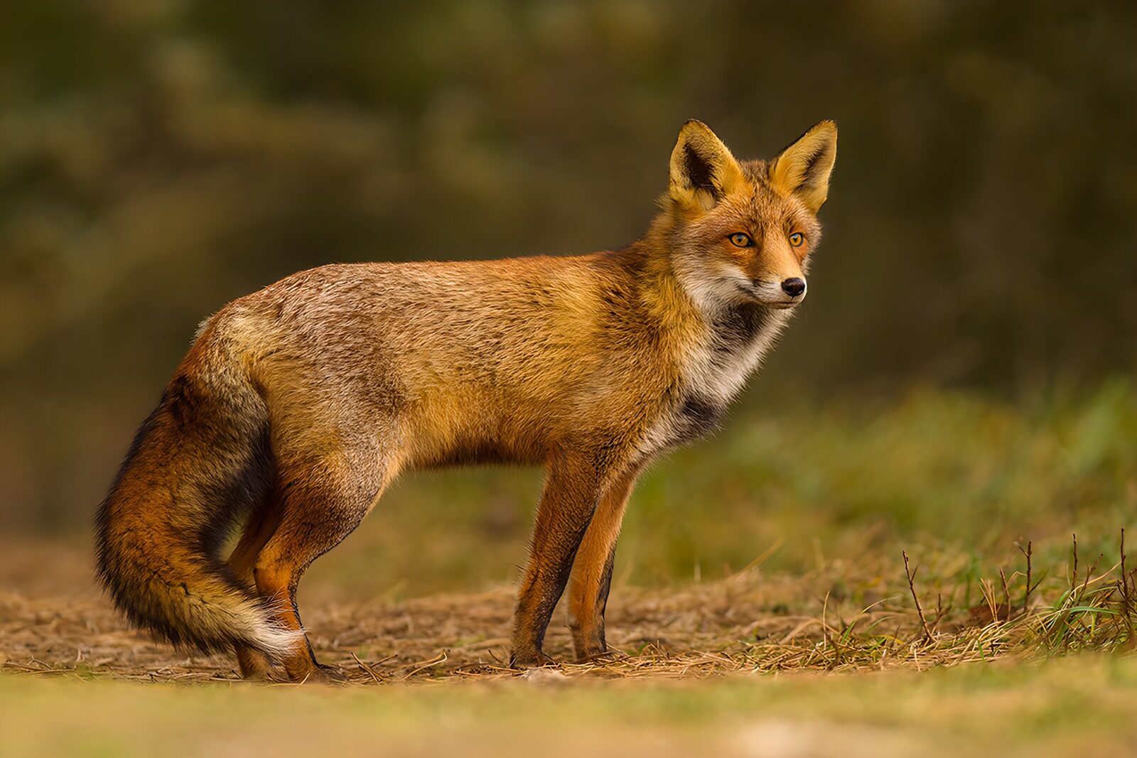 CW6361756: Statige vos in de natuur